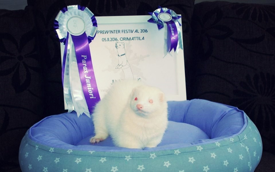 Valgetuhkur Mellisa Blue